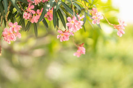 Closeup of pink flower and green leaf under sunlight with copy space using as background natural plants landscape, ecology wallpaper concept.の写真素材
