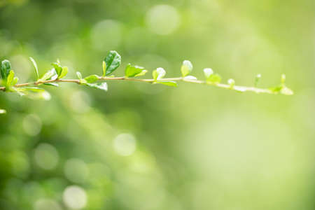 Beautiful nature view green leaf on blurred greenery background under sunlight with bokeh and copy space using as background natural plants landscape, ecology wallpaper concept.の写真素材