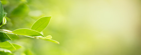 Closeup of beautiful nature view green leaf on blurred greenery background in garden with copy space using as background cover page concept.の写真素材