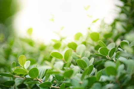 Beautiful nature view green leaf on blurred greenery background under sunlight with bokeh and copy space using as background natural plants landscape, ecology wallpaper concept.の写真素材
