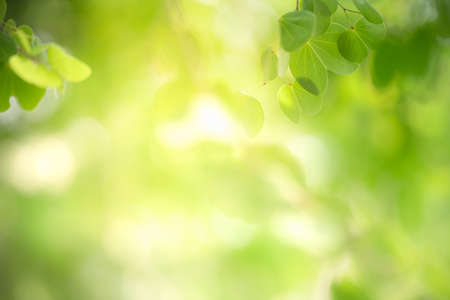 Beautiful nature view green leaf on blurred greenery background under sunlight with bokeh and copy space using as background natural plants landscape, ecology wallpaper concept.の写真素材