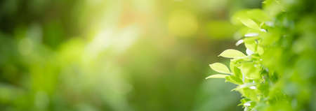 Closeup of beautiful nature view green leaf with shadow on blurred greenery background in garden with copy space using as background cover page concept.の写真素材