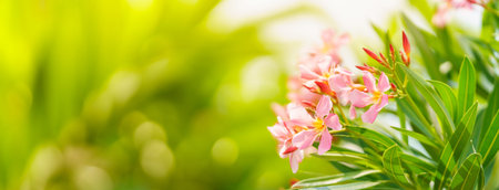 Closeup of pink flower and green leaf under sunlight with copy space using as background natural...