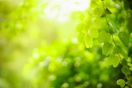 Beautiful nature view green leaf on blurred greenery background under sunlight with bokeh and copy space using as background natural plants landscape, ecology wallpaper concept.の写真素材
