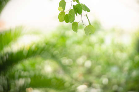 Beautiful nature view green leaf on blurred greenery background under sunlight with bokeh and copy space using as background natural plants landscape, ecology wallpaper concept.の写真素材