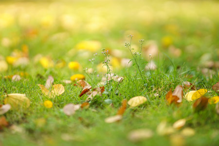 Beautiful nature view mini flower and green grass with orange yellow leaves on blurred greenery background in garden with copy space using as background cover page concept.の写真素材