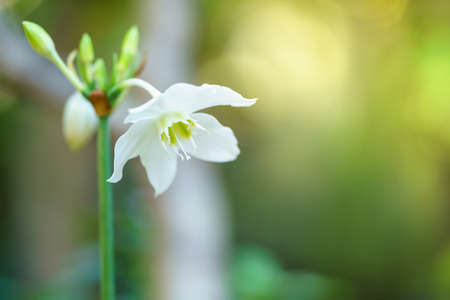 Closeup of white flower and green leaf under sunlight with copy space using as background natural plants landscape, ecology cover page concept.の写真素材
