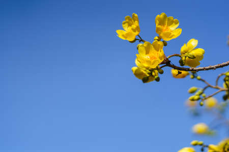 Closeup of nature yellow flower on blue sky background under sunlight with bokeh and copy space using as background natural plants landscape, ecology wallpaper page concept.の写真素材