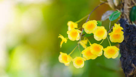 Closeup of yellow orchid flower and green leaf under sunlight with copy space using as background natural plants landscape, ecology cover page concept.の写真素材