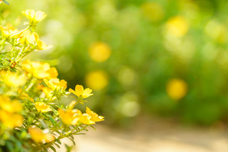 Closeup of yellow flower and green leaf under sunlight with copy space using as background natural plants landscape, ecology wallpaper concept.の写真素材