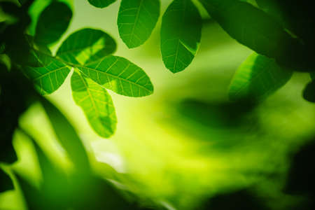 Beautiful nature view green leaf on blurred greenery background under sunlight with bokeh and shadow and copy space using as background natural plants landscape, ecology wallpaper concept.の写真素材