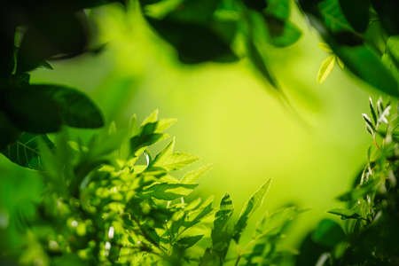 Beautiful nature view green leaf on blurred greenery background under sunlight with bokeh and shadow and copy space using as background natural plants landscape, ecology wallpaper concept.の写真素材