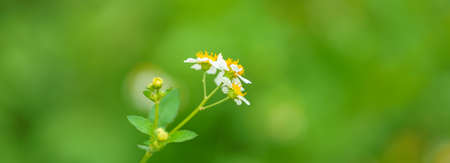 Closeup of mini white flower with yellow pollen under sunlight with copy space using as background green natural plants landscape, ecology cover page concept.の写真素材