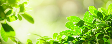 Closeup of beautiful nature view green leaf on blurred greenery background in garden with copy space using as background cover page concept.の写真素材