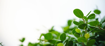 Closeup of beautiful nature view green leaf on blurred greenery background in garden with copy space...