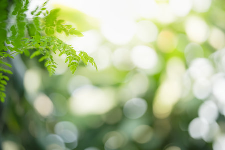 Closeup of beautiful nature view green leaf on blurred greenery background in garden with copy space using as background wallpaper page concept.の写真素材