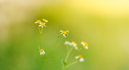 Closeup of yellow flower under sunlight with copy space using as background natural plants...