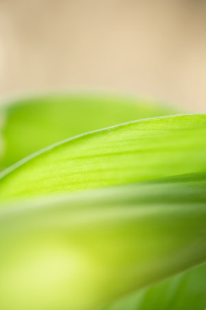 Abstract nature green blurred background nature leaf on greenery background in garden with copy space using as background wallpaper page concept.iの写真素材
