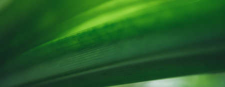 Closeup of beautiful nature view green leaf on blurred greenery background in garden with copy space using as background cover page concept.の写真素材