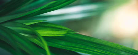 Closeup of beautiful nature view green leaf on blurred greenery background in garden with copy space using as background cover page concept.の写真素材
