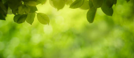Closeup of beautiful nature view green leaf on blurred greenery background in garden with copy space using as background cover page concept.の写真素材
