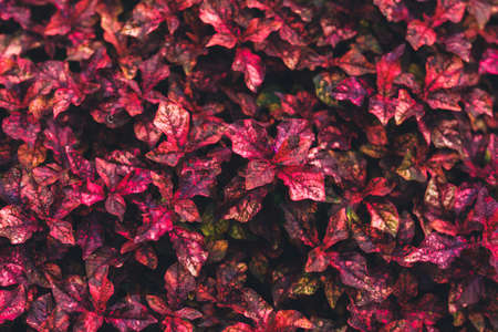 Closeup of red leaves in dark tones as natue background using as wallpaper background and cover page concept.の写真素材