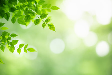 Closeup of beautiful nature view green leaf on blurred greenery background in garden with copy space using as background wallpaper page concept.iの写真素材