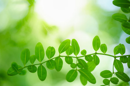 Closeup of beautiful nature view green leaf on blurred greenery background in garden with copy space...