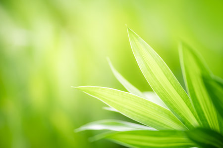 Closeup of beautiful nature view green leaf on blurred greenery background in garden with copy space using as background wallpaper page concept.の写真素材