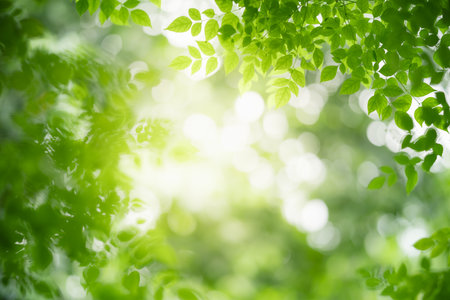 Closeup of beautiful nature view green leaf on blurred greenery background in garden with copy space using as background wallpaper page concept.の写真素材
