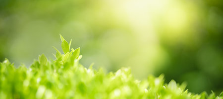 Closeup of beautiful nature view green leaf on blurred greenery background in garden with copy space using as background cover page concept.の写真素材