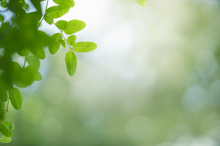 Closeup of beautiful nature view green leaf on blurred greenery background in garden with copy space using as background wallpaper page concept.の写真素材
