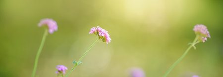 Closeup of pink purple flower under sunlight with copy space using as background natural plants landscape, ecology wallpaper cover page concept.の写真素材