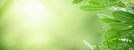 Closeup of beautiful nature view green leaf on blurred greenery background in garden with copy space using as background cover page concept.の写真素材