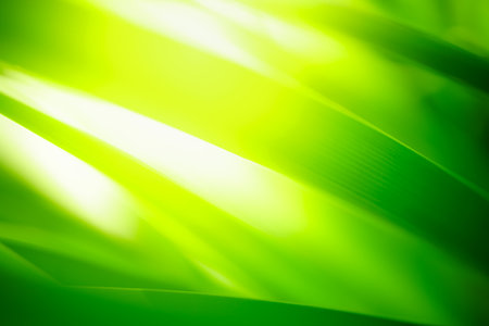 Abstract nature green blurred background nature leaf on greenery background in garden with copy space using as background wallpaper page concept.の写真素材