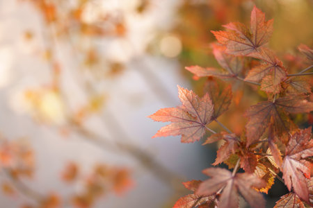 Closeup of beautiful nature view orange red maple leaf on blurred leaf background in garden with copy space using as background wallpaper page concept.の写真素材