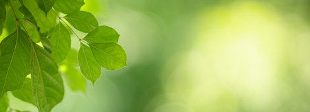 Closeup of beautiful nature view green leaf on blurred greenery background in garden with copy space using as background cover page concept.の写真素材