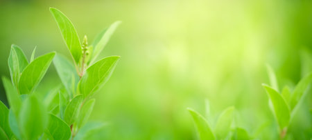 Closeup of beautiful nature view green leaf on blurred greenery background in garden with copy space using as background cover page concept.の写真素材