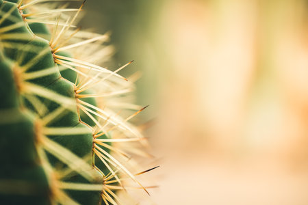 Closeup of green cuctus thorns on blurred yellow and greenery background in garden with copy space using as background cover page concept.の写真素材