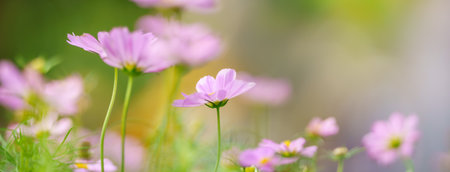 Closeup of pink Cosmos flower with yellow pollen under sunlight with copy space using as background natural plants landscape, ecology wallpaper cover page concept.の写真素材