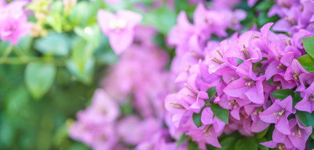 Closeup of pink flower under sunlight with green leaf background and copy space using as natural plants landscape, ecology wallpaper cover page concept.の写真素材