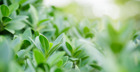 Closeup of beautiful nature view green leaf on blurred greenery background in garden with copy space using as background cover page concept.の写真素材