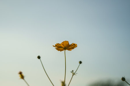Closeup of orange Cosmos flower under sunlight at sunset with copy space using as background natural plants landscape, ecology wallpaper cover page concept.の写真素材