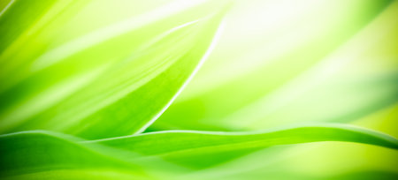 Abstract nature green blurred background nature leaf on greenery background in garden with copy space using as background wallpaper page concept.の写真素材