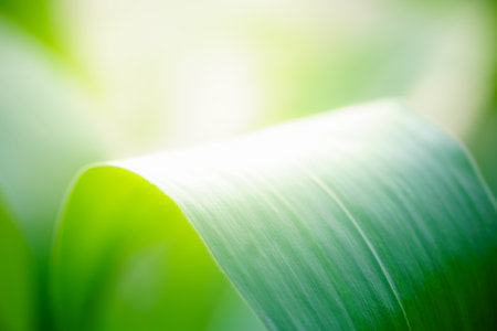 Abstract nature green blurred background nature leaf on greenery background in garden with copy space using as background wallpaper page concept.の写真素材