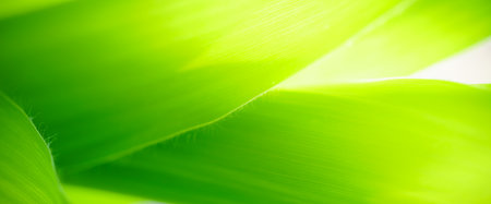 Abstract nature green blurred background nature leaf on greenery background in garden with copy space using as background wallpaper page concept.の写真素材
