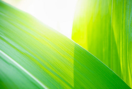 Abstract nature green blurred background nature leaf on greenery background in garden with copy space using as background wallpaper page concept.の写真素材