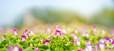 Closeup of mini pink flower under sunlight with copy space using as background natural green plants...