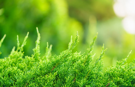Closeup of beautiful nature view green leaf on blurred greenery background in garden with copy space using as background cover page concept.の写真素材