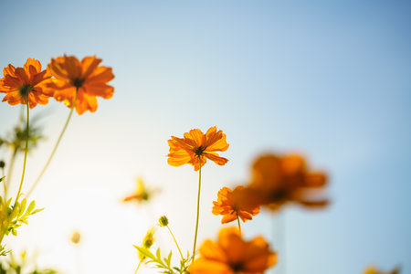 Closeup of yellow Cosmos flower with blue sky under sunlight with copy space  background natural green plants landscape, ecology wallpaper cover page concept.の写真素材